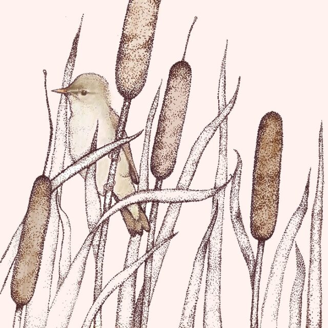 reed warbler greetings card by fay's studio showing a bird facing left sitting in bull rushes