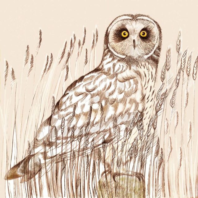 Short Eared Owl Print by Fay's Studio