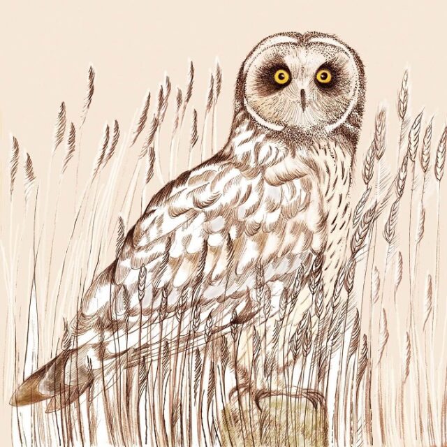 short-eared owl greetings card by Fay's Studio shows the owl facing forwards in grasses