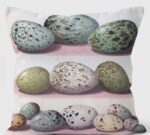 eggs of british birds cushion shows large eggs in two rows and smaller eggs on bottom row