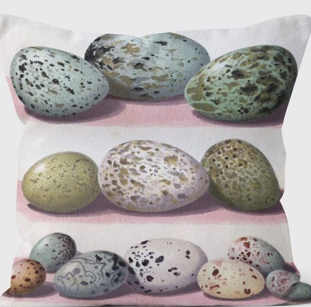 eggs of british birds cushion shows large eggs in two rows and smaller eggs on bottom row