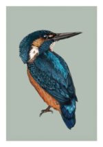 Kingfisher bird in blue and orange with long beak facing right against a grey background