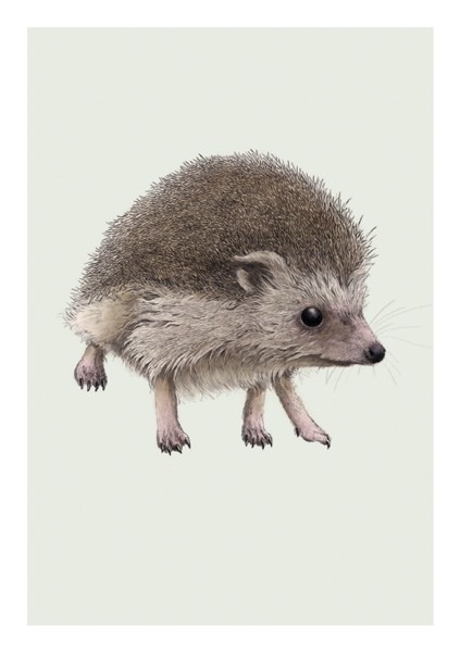 picture of a hedgehog with beady black eye and nose