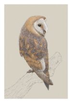 drawing of a barn owl on a branch facing to the right in tawny colours