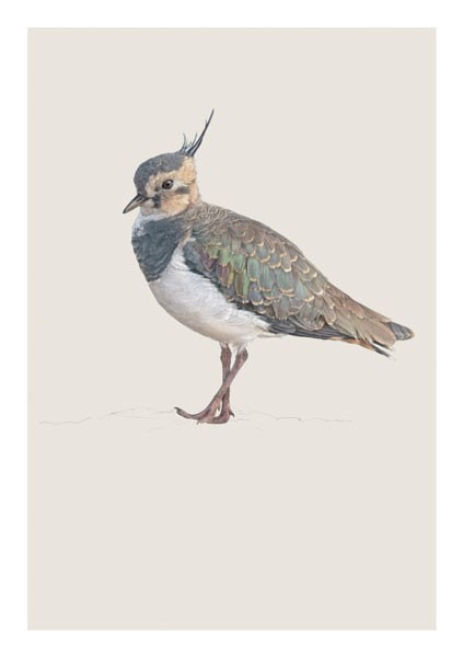 Delicate drawing of a lapwing bird facing left with feathered crest against a beige background