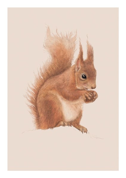 painting of a red squirrel holding a nut, against a pale pink background