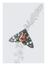 drawing of the black, white and scarlet moth on the stem of a flower against a pale grey background