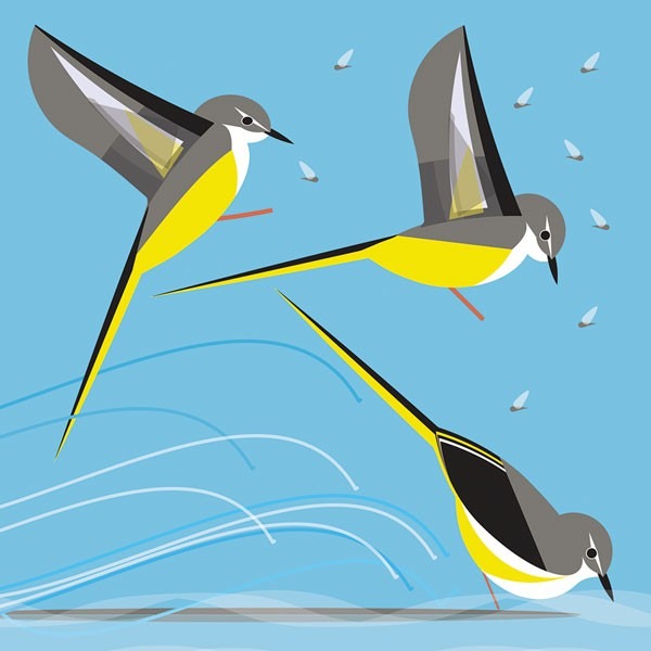 grey wagtail greetings card shows three grey and yellow birds against a blue background