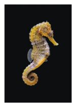 seahorse greetings card by ben rothery shows a small yellow seahorse facing right against a black background