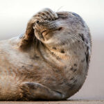 head and front paws of grey seal