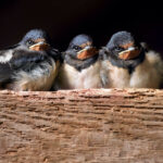 Three swallow chicks sitting on a wooden beam