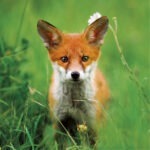 orange and white fox cub with big ears in grass