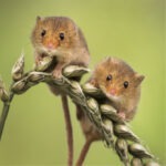 Two harvest mice clinging to an ear of wheat