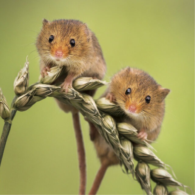 Two harvest mice clinging to an ear of wheat