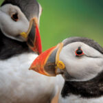 The heads of two puffins with colourfil bills are shown against a green background