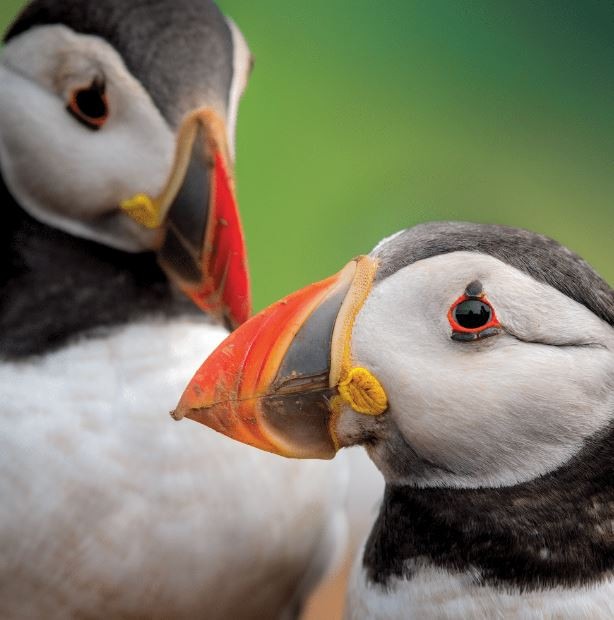 The heads of two puffins with colourfil bills are shown against a green background