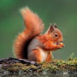 red squirrel with bushy tail shown sitting on a branch eating an acorn