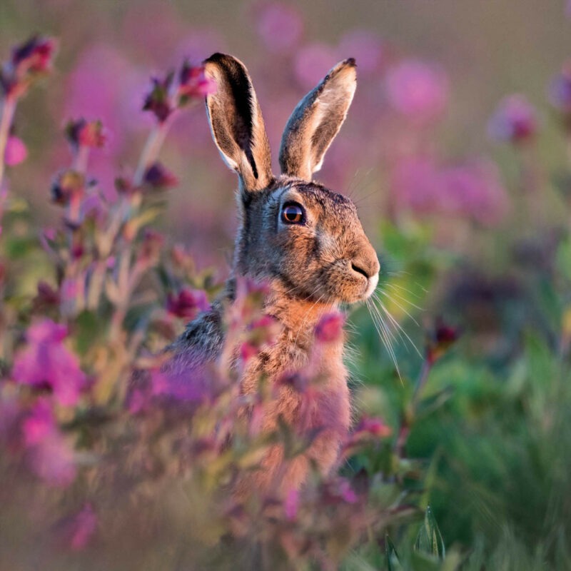 brown hare seen against purple heather