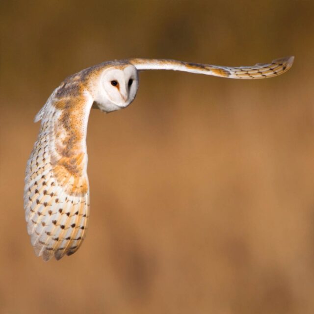 barn owl with wings outstretched in flight against a blurred background