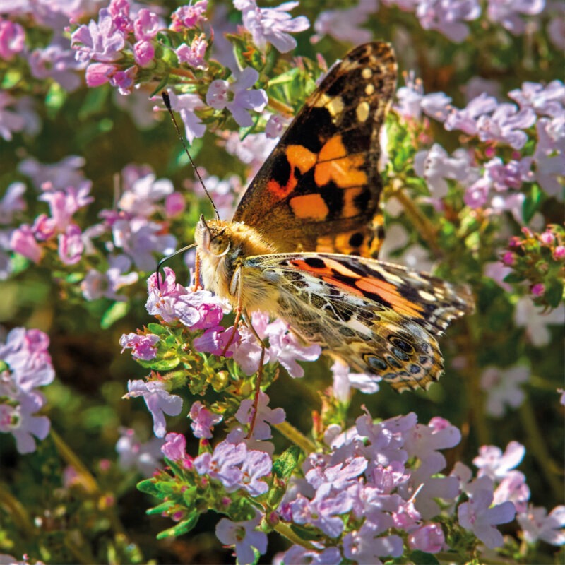 Orange and brown butterfly sitting on pink blossom