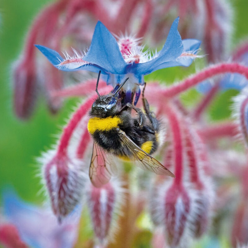 bumblebee hanging upside down feeding from a blue flower