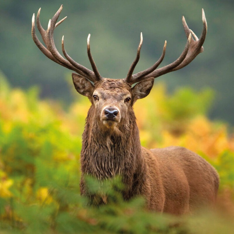 red deer with 14 point antlers seen against yellow gorse in background