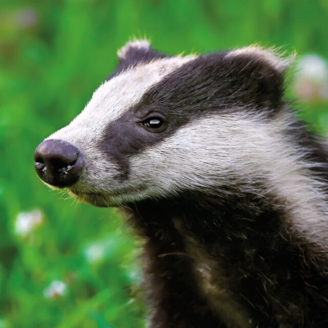 black and white striped badger against green grass