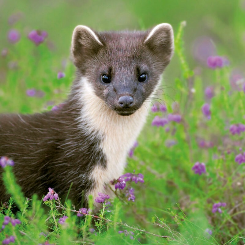 pine mart with white throat and brown head and body against grass