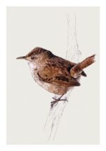 wren greetings card by ben rothery shows a small brown bird facing left on a twig against a stone coloured background