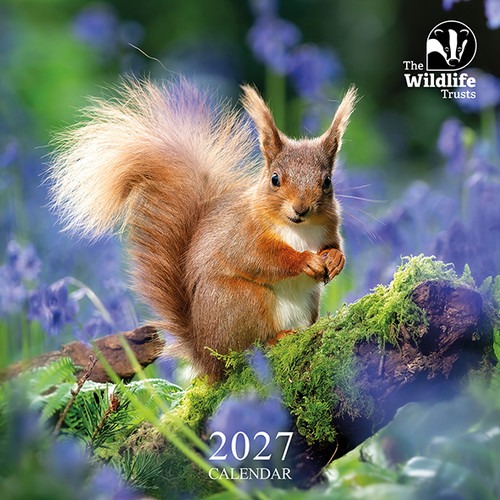 The Wildlife Trusts Calendar 2027 shows a red squirrel sitting on a mossy branch with a blurred background of bluebells