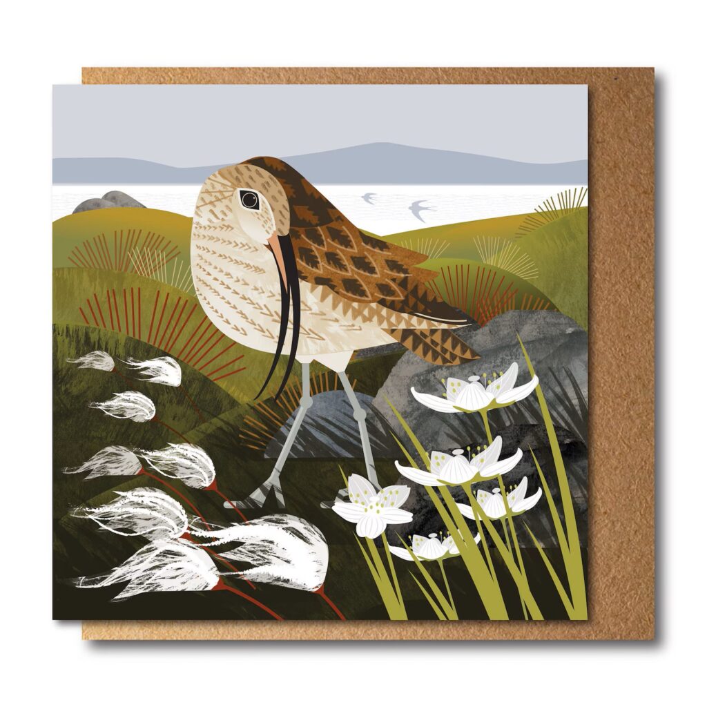 Curlew and grass of Parnassus shows a brown bird with long curved bill standing on a coastal hill with white grasses in front and the sea behind