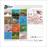 This image shows the back of The Wildlife Trusts Calendar 2027 with twelve illustrated squares for each month plus a larger picture of a brown bird in a frosty landscape with red berries