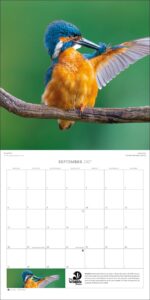 The Wildlife Trusts Calendar 2027 shows a wall calendar opened up with a photograph of an orange and blue bird - a kingfisher - above and a calendar grid for a month below