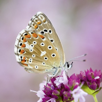 Adonis blue butterfly greetings card shows a brown butterfly with speckled wings on a pink flower head