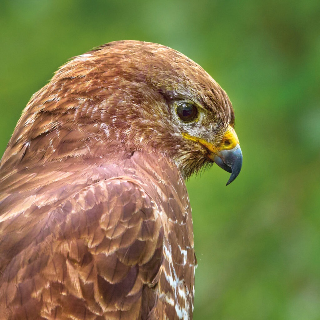 buzzard greetings card shows the brown head and shoulders of a bird of prey, in profile. It has a yellow hooked beak and is set against a green background