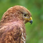 buzzard greetings card shows the brown head and shoulders of a bird of prey, in profile. It has a yellow hooked beak and is set against a green background