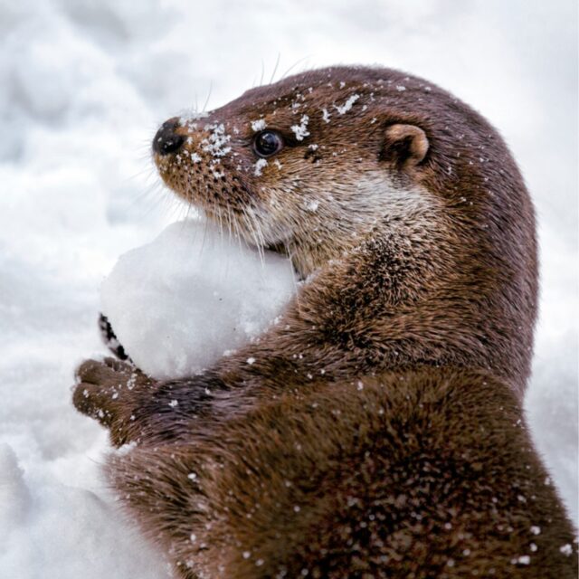 otter greetings card shows a small brown animal rolling in snow