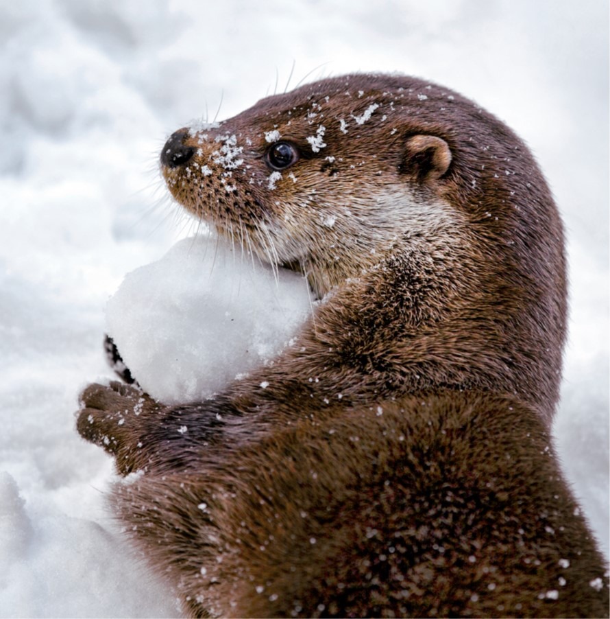 WT91471 otter greetings card shows a small brown animal rolling in snow