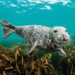 Grey seal swimming greetings card shows a grey seal under water facing the camera