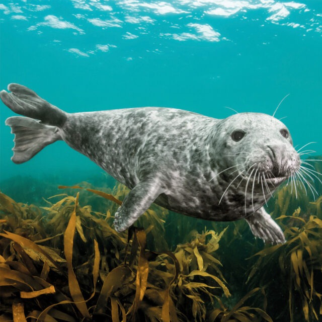 Grey seal swimming greetings card shows a grey seal under water facing the camera