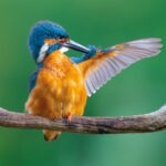 Kingfisher Greetings Card shows a bird with a blue head and an orange front with its white wing stretched out sitting on a horizontal branch against a green background