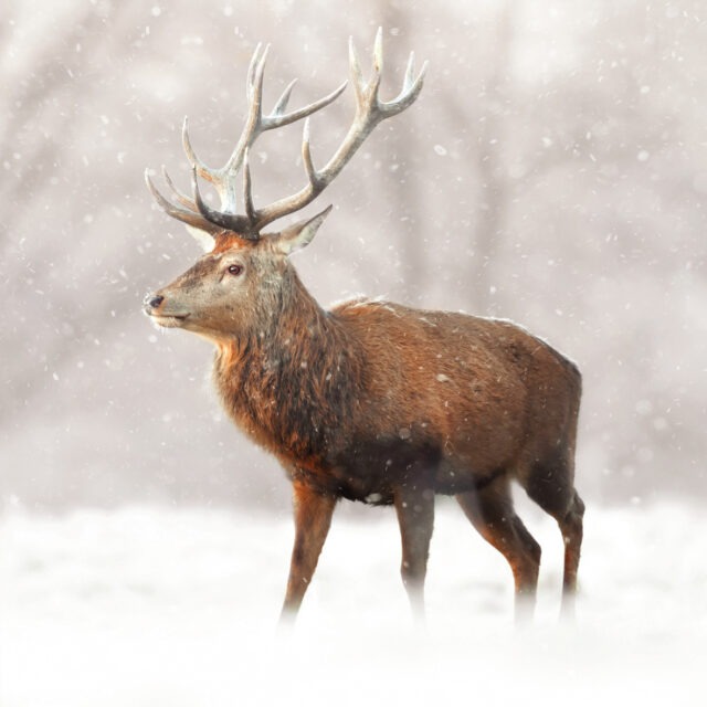 Red deer winter greetings card shows a male deer - a stag - in a misty snowy woodland