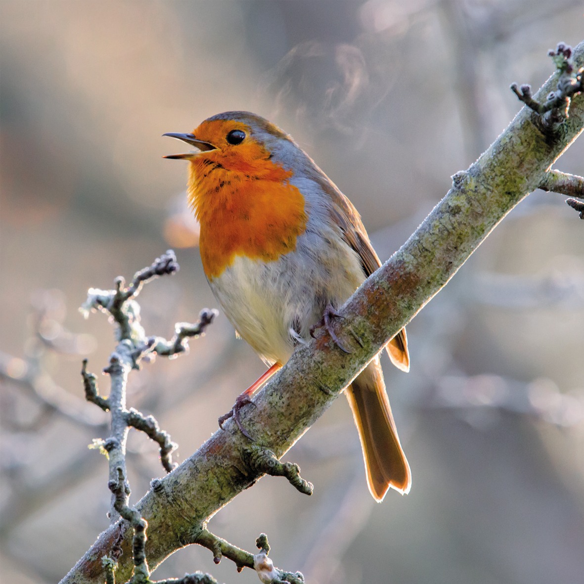 WT91478 Singing robin greetings card shows a red and white bird with brown tail perched on a branch against a snowy background singing
