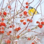 blue tit and berries greetings card shows a small yellow fronted bird with blue head sitting on a twig surrounded by red berries and frost