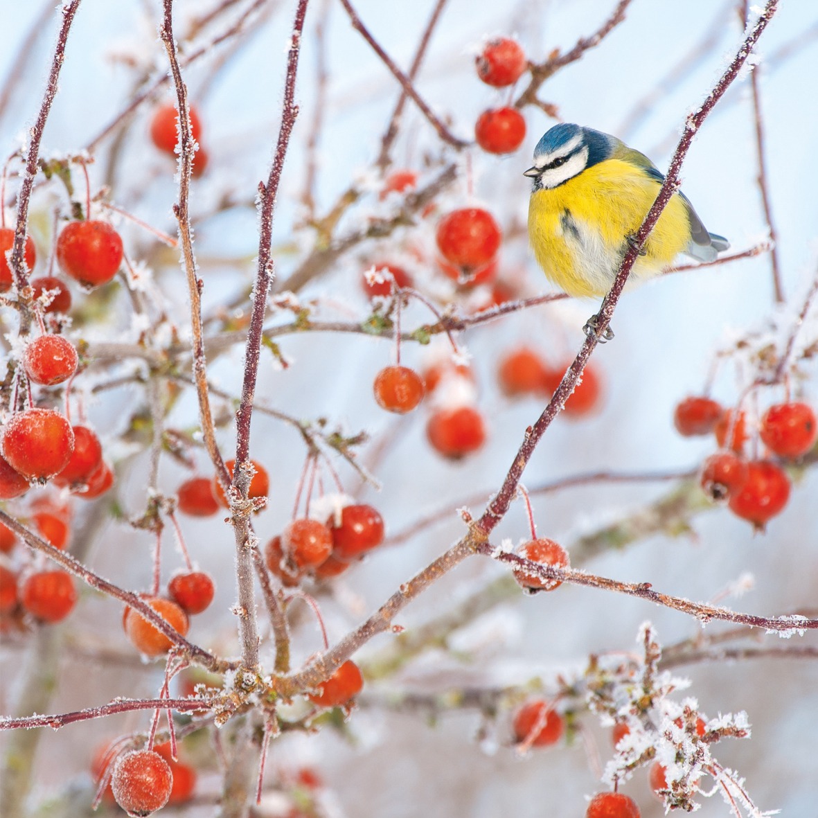 WT91480 blue tit and berries greetings card shows a small yellow fronted bird with blue head sitting on a twig surrounded by red berries and frost
