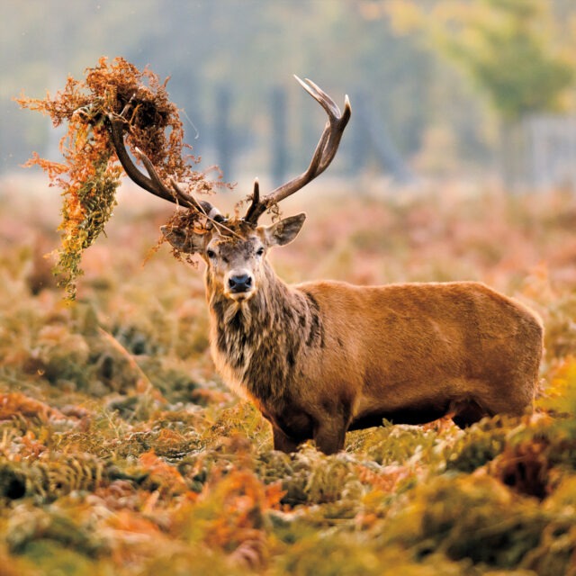 Red deer greetings card shows a male deer - a stag - with bracken on his antlers in an autumnal woodland
