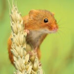 Harvest Mouse Greetings Card shows a small orange brown mouse on a stem of wheat