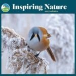 RSPB Inspiring Nature Calendar 2027 shows a bird with grey head and dark markings and a brown body sitting on a frosty seed head with the words Inspiring Nature Calendar 2027 above
